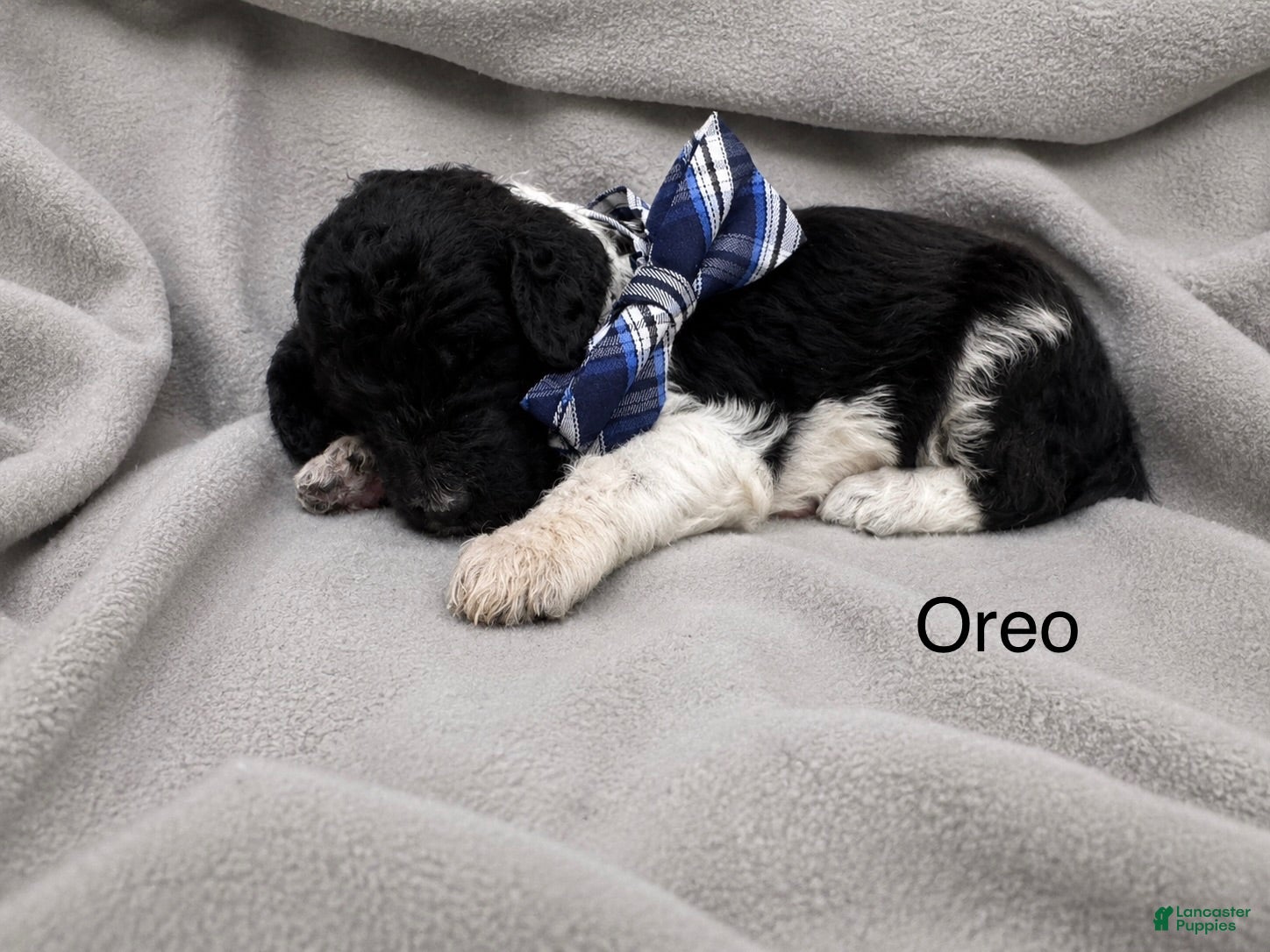 Standard Poodle dogs Oreo - Ad 1