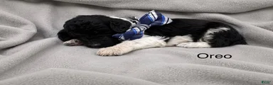 Oreo