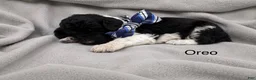 Standard Poodle dogs for sale: Oreo - Ad 1