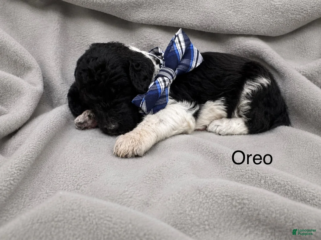 Standard Poodle dogs for sale: Oreo - Ad 1