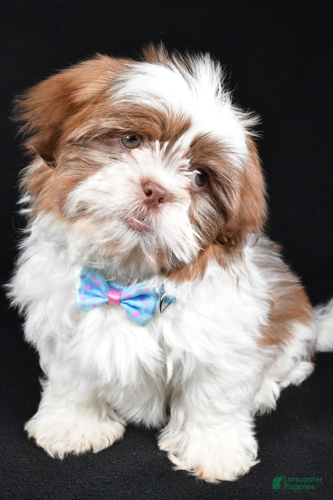 Shih Tzu dogs for sale: Frank - Ad 8