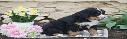 Bernese Mountain Dog dogs for sale: Storm - Ad 2