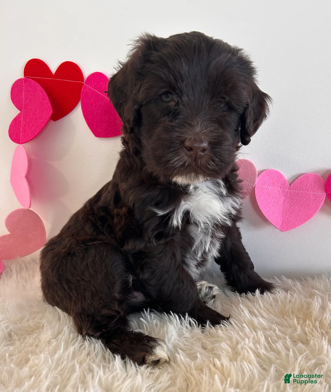 Portuguese Water Dog dogs for sale: Bear - Ad 1