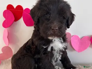 Portuguese Water Dog dogs Bear - Ad 28