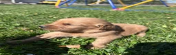 Golden Retriever dogs for sale: Duke (green) - Ad 9