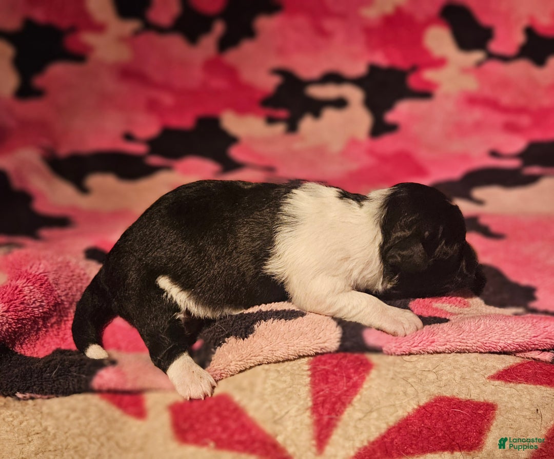 Chihuahua dogs for sale: Cindy - Ad 8