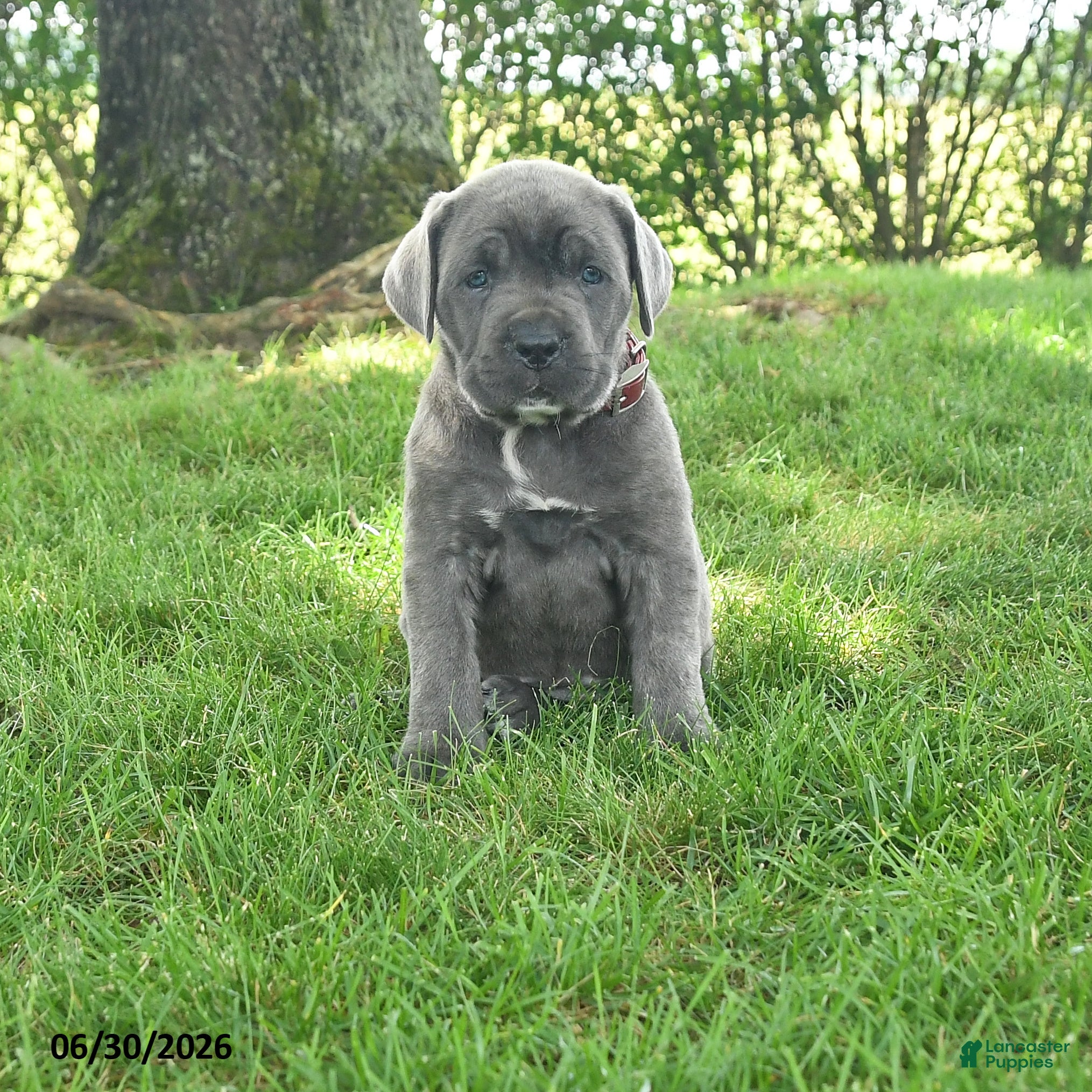 Cane Corso dogs Rubarb - Ad 1