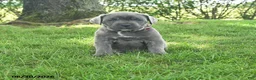 Cane Corso dogs for sale: Rubarb - Ad 1