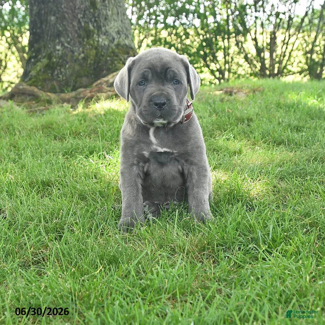Cane Corso dogs for sale: Rubarb - Ad 1