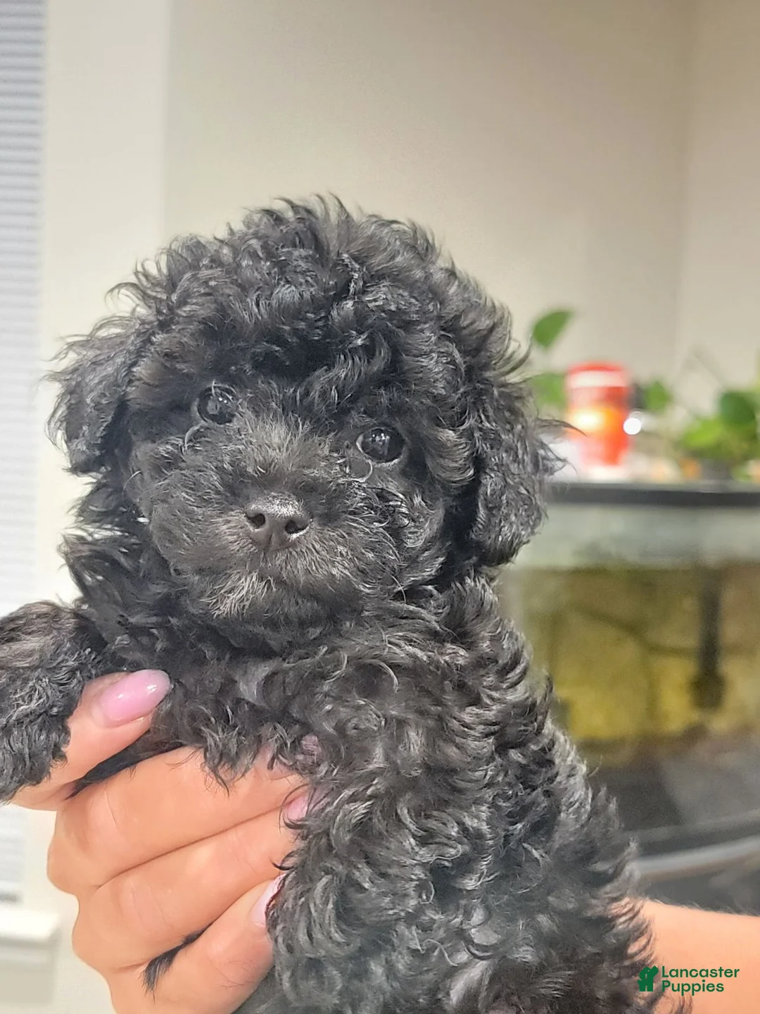 Toy Poodle dogs for sale: Toy Poodle 3 - Ad 1