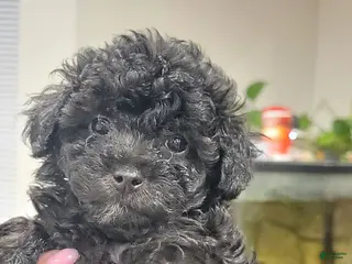 Toy Poodle dogs Toy Poodle 3 - Ad 38