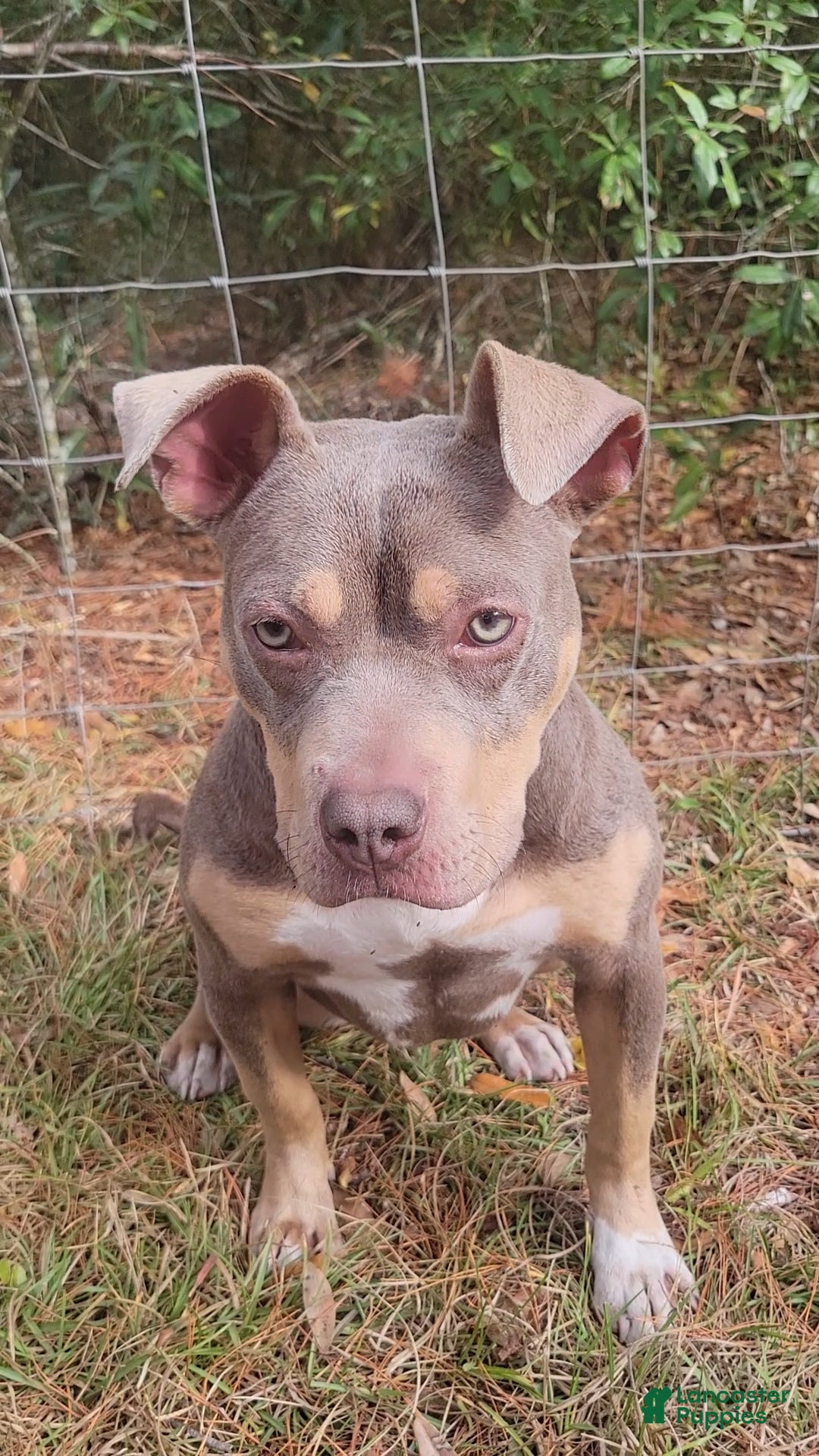 American Bully dogs for sale: Gal - Ad 13