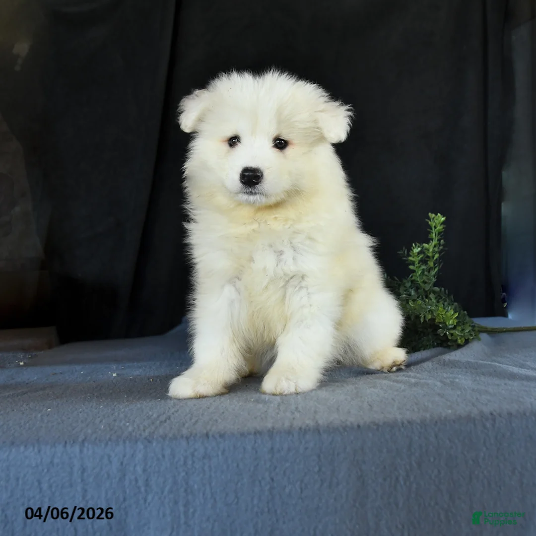 Samoyed dogs for sale: Darrell - Ad 1