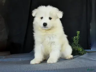 Samoyed dogs for sale: Darrell - Ad 4