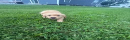 Golden Retriever dogs for sale: Oakley - Ad 3