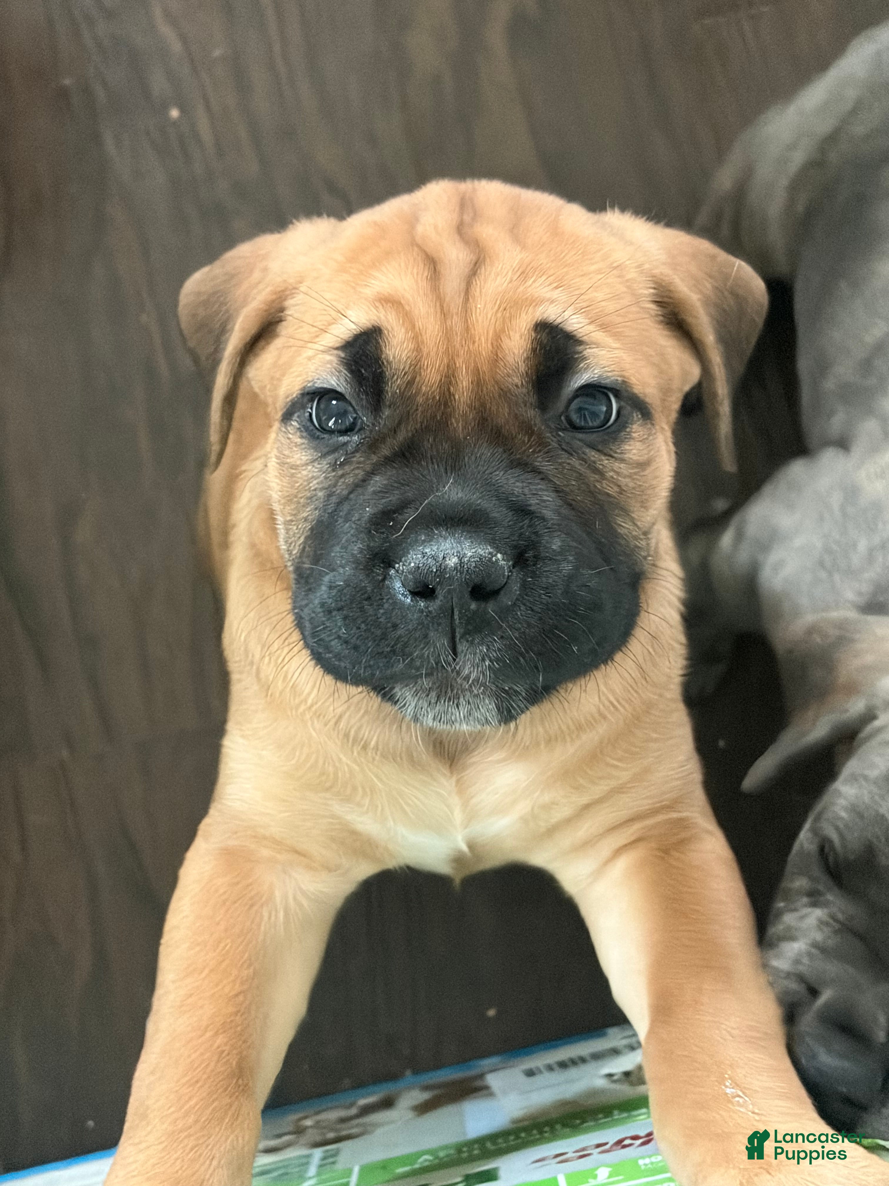 Cane Corso dogs "Red" - Ad 1