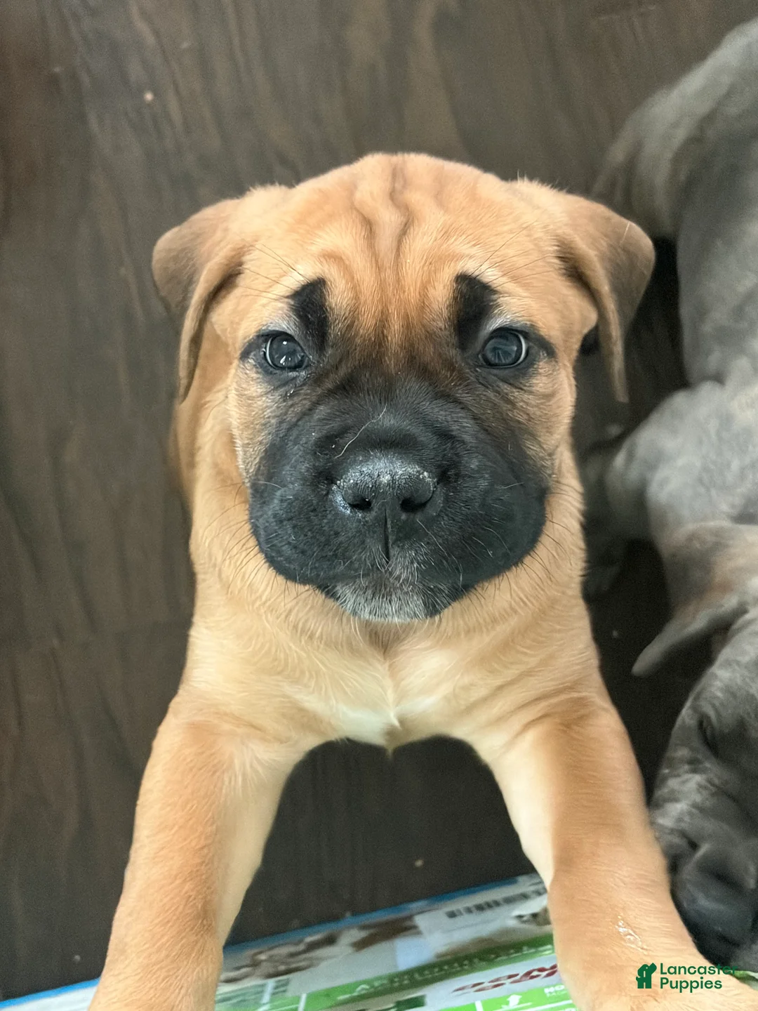 Cane Corso dogs for sale: "Red" - Ad 1
