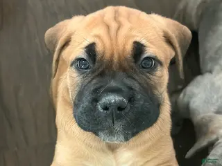 Cane Corso dogs for sale: "Red" - Ad 1