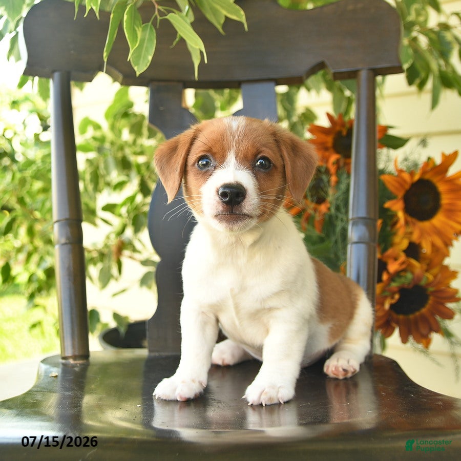 Jack Russell Terrier dogs Blu  - Ad 1