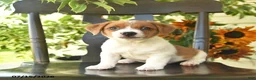 Jack Russell Terrier dogs for sale: Blu  - Ad 1