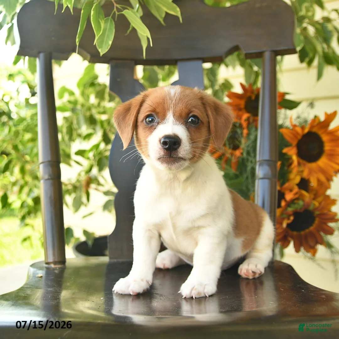 Jack Russell Terrier dogs for sale: Blu  - Ad 1