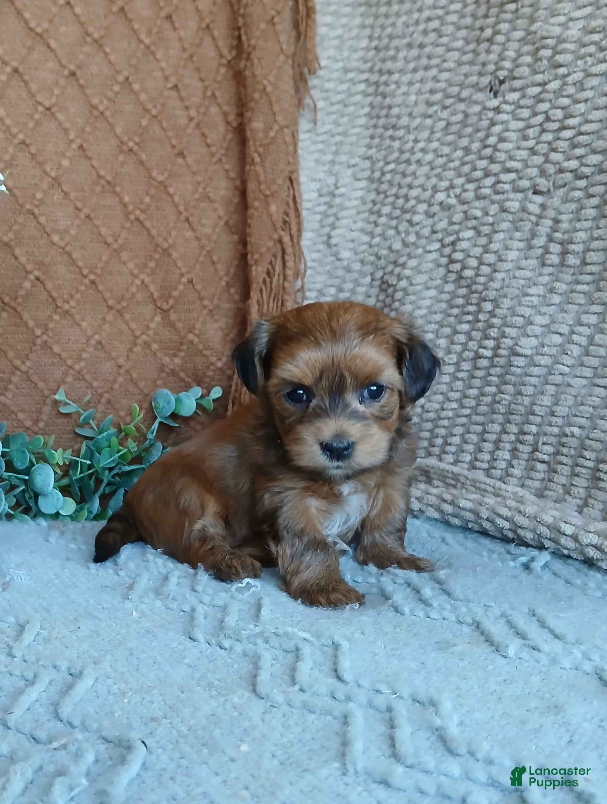 Havanese dogs Anna  - Ad 2