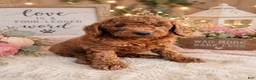 Mini Goldendoodle dogs for sale: Timmy charting around 30 pounds - Ad 1