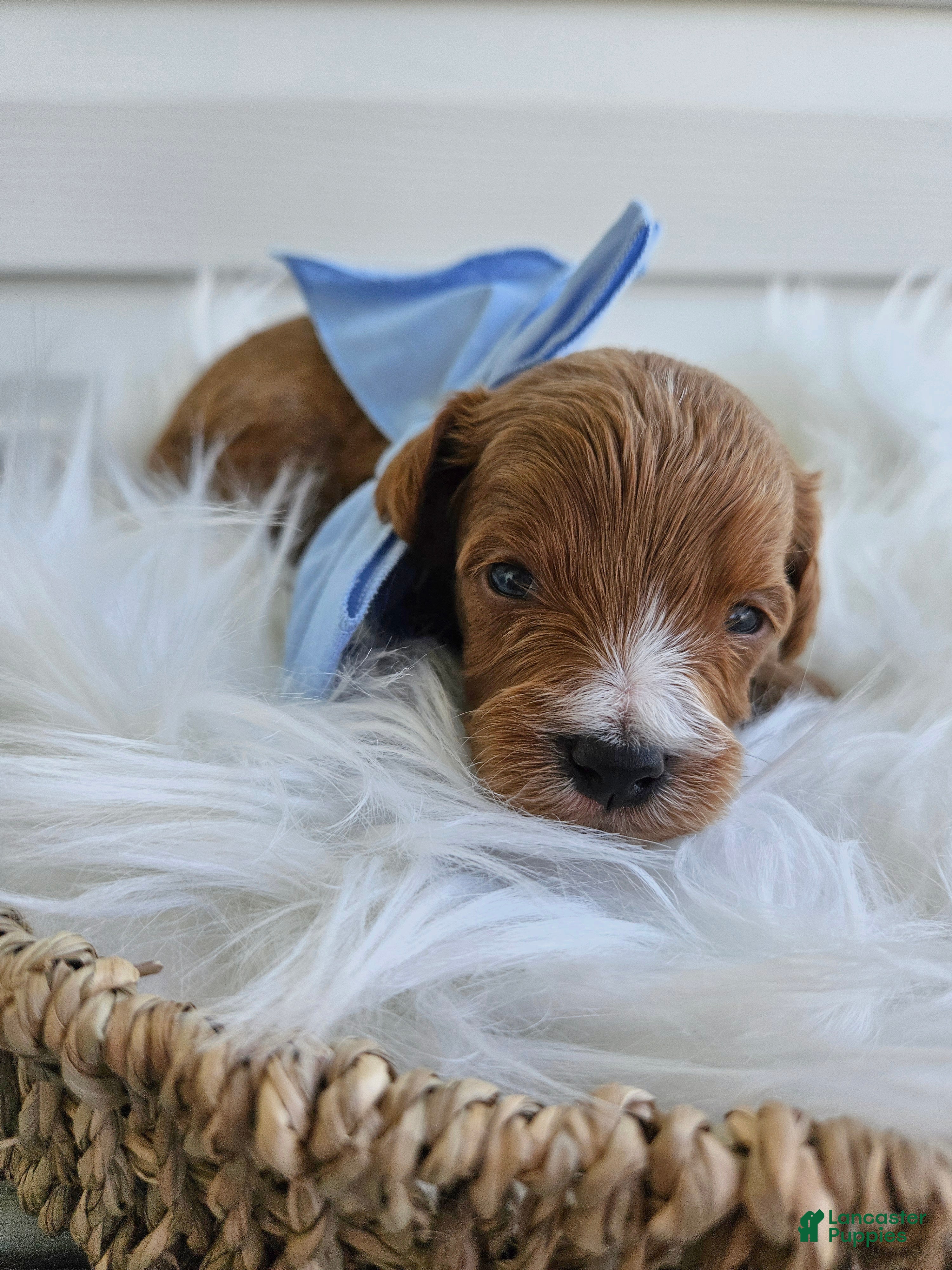 Cavapoo dogs Chase - Ad 32