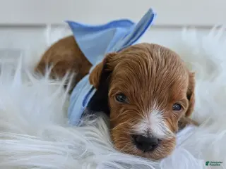 Cavapoo dogs Chase - Ad 32