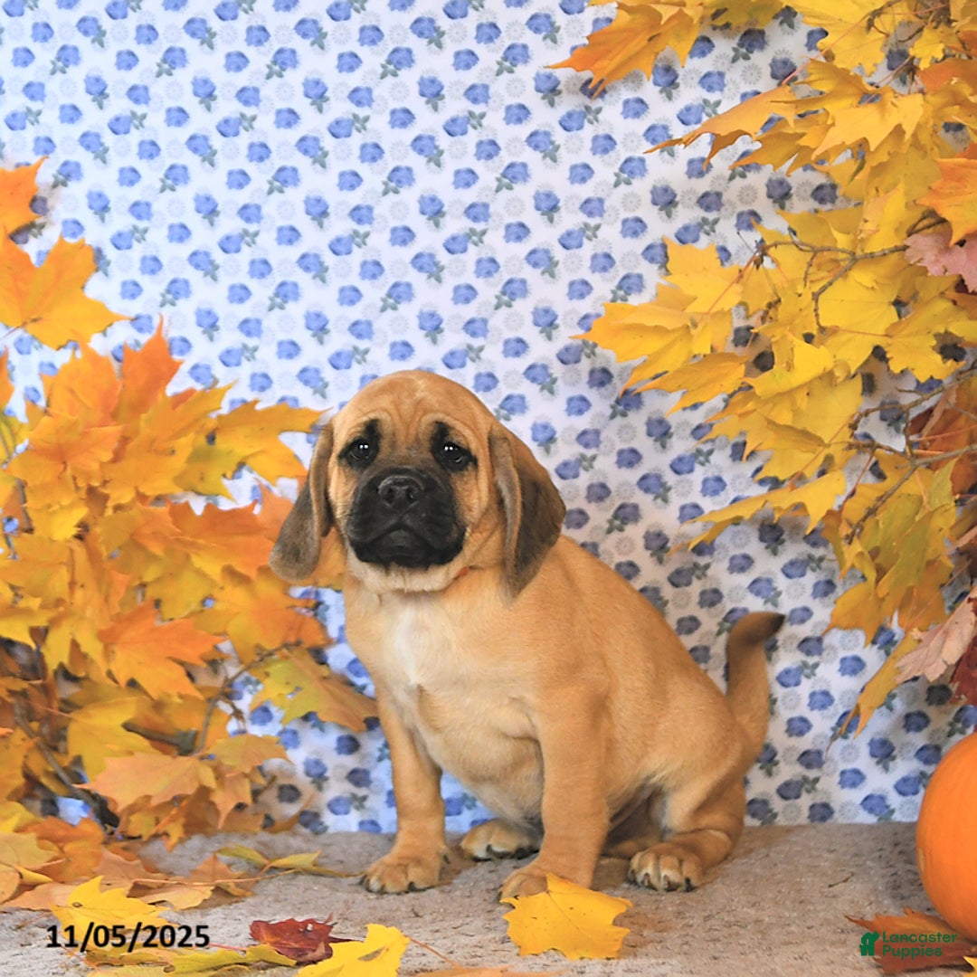 Puggle dogs for sale: Hosea - Ad 9