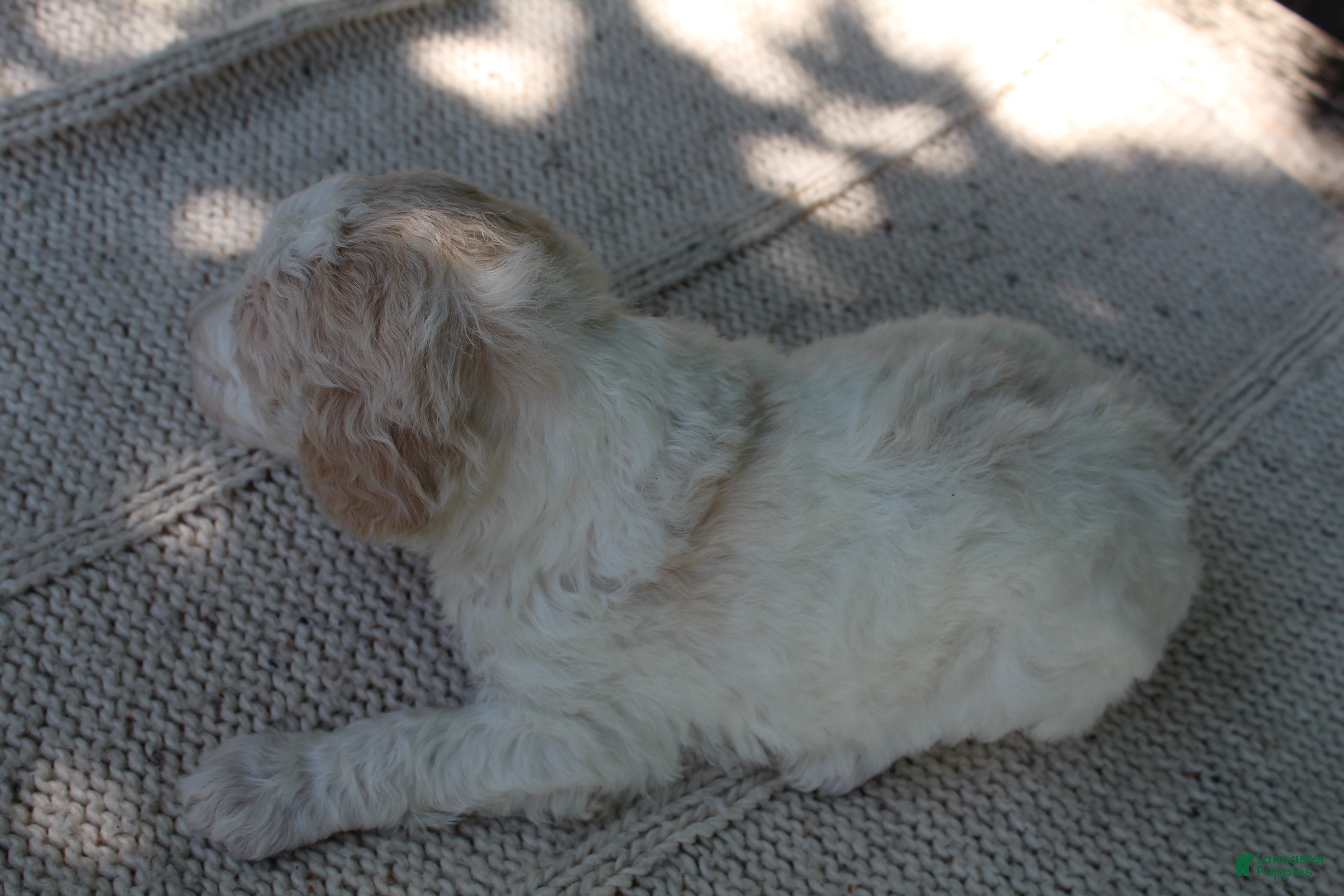 Standard Poodle dogs for sale: Pebble AKC Standard Poodle - Ad 10