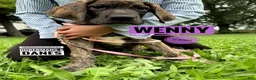 Great Dane dogs for sale: Wenny - Ad 16