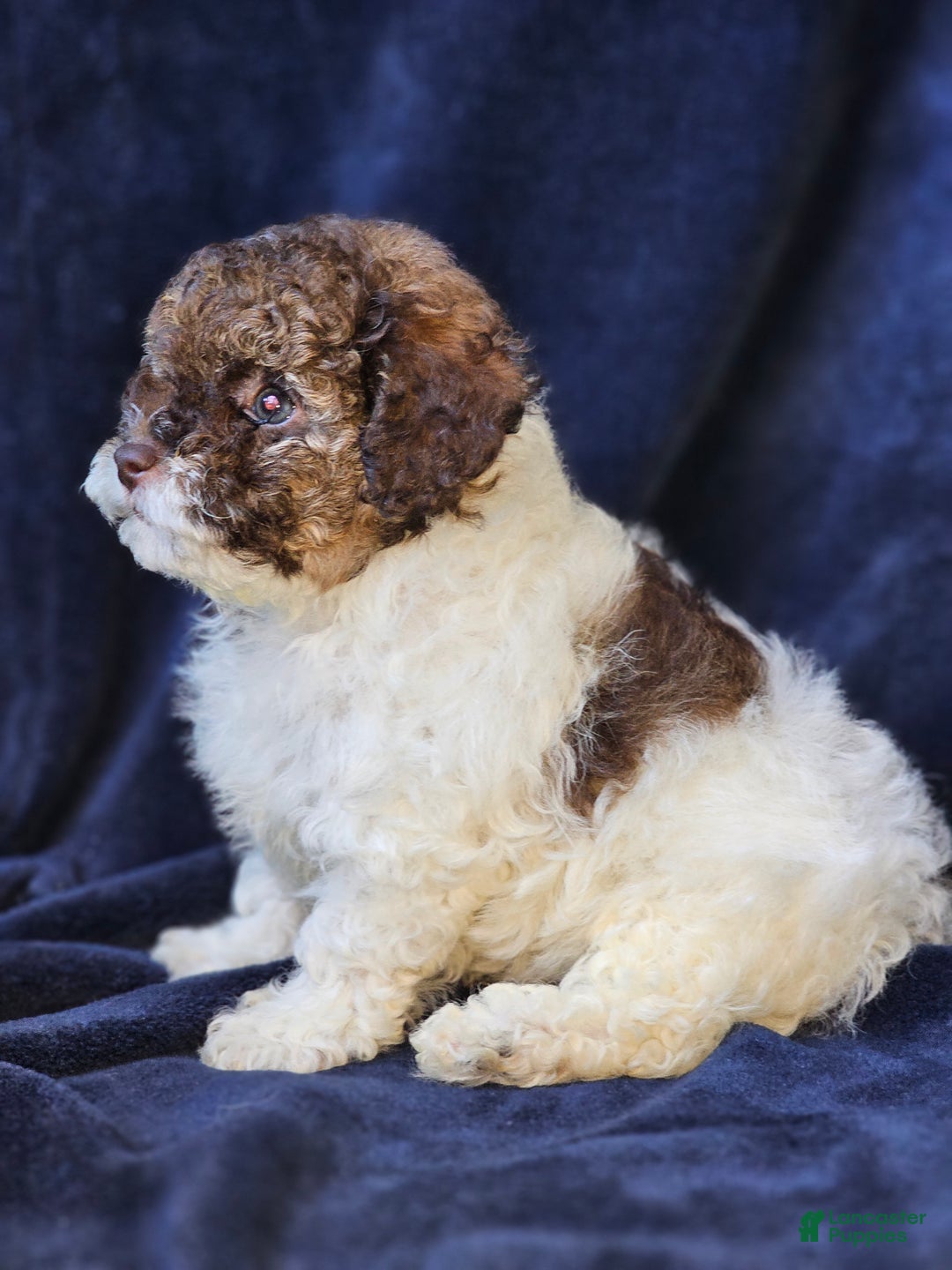 Toy Poodle dogs for sale: Trundle - Ad 4