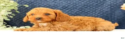 Cavapoo dogs for sale: Asher - Ad 7