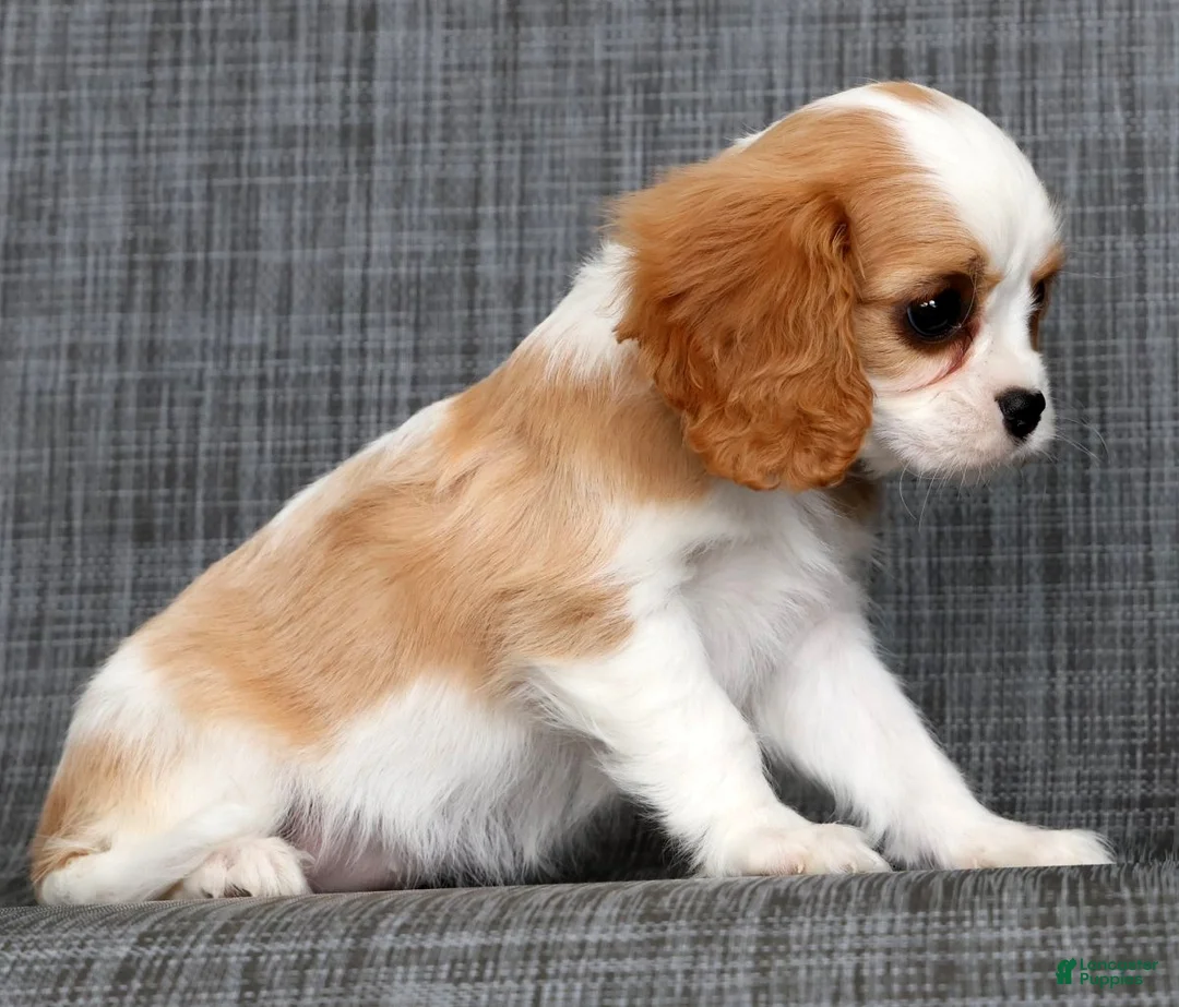 Cavalier King Charles Spaniel dogs for sale: Nora - Ad 2