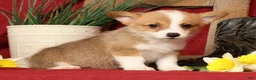 Welsh Corgi Pembroke dogs for sale: Delaney Genetic Clear - Ad 5