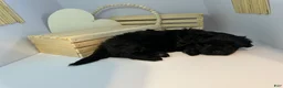 Mixed Breed dogs for sale: Duke - Ad 7