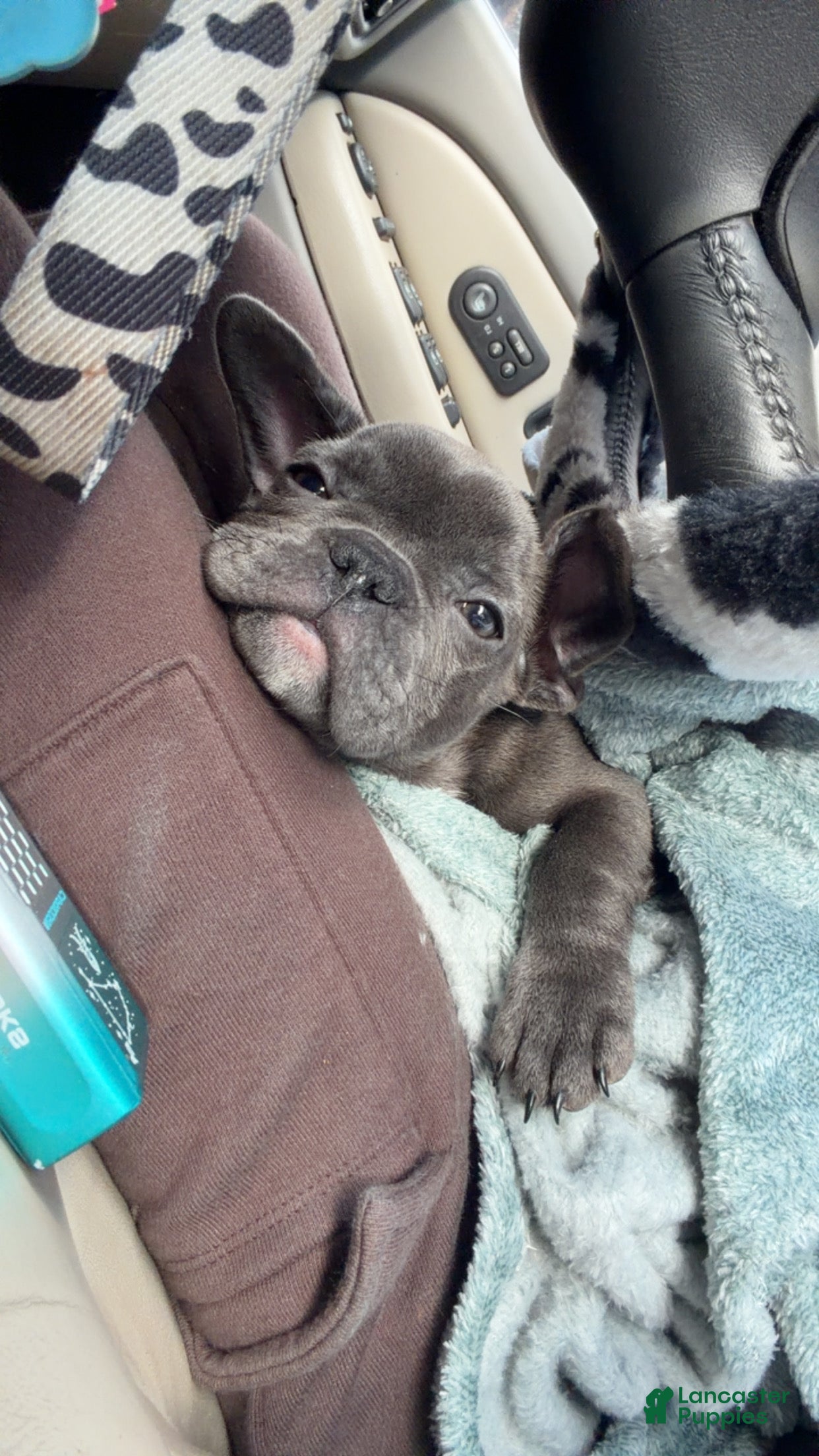 French Bulldog dogs French Bulldog Puppy  - Ad 42
