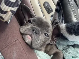French Bulldog dogs French Bulldog Puppy - Ad 11