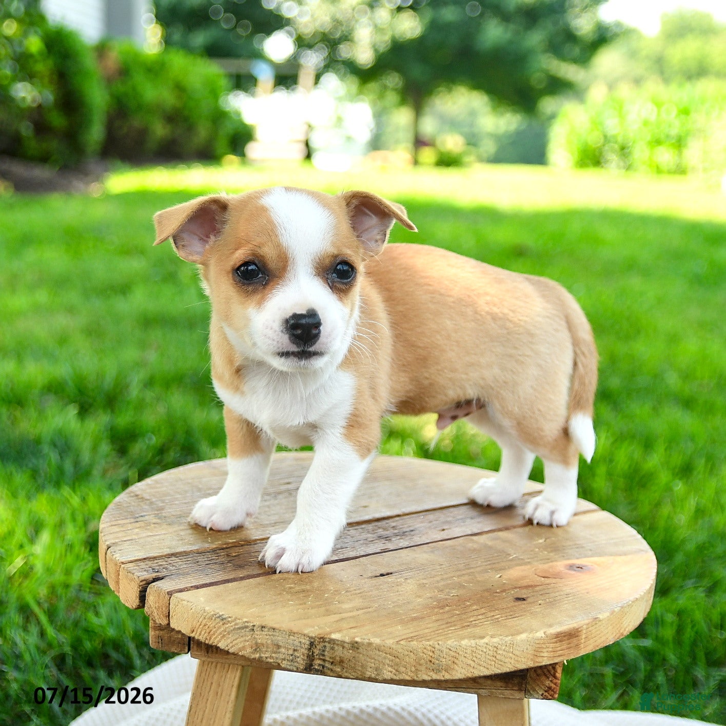 Chihuahua dogs Noland - Ad 2