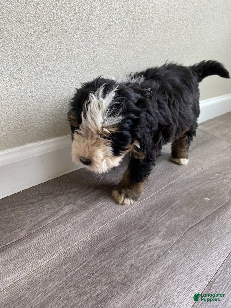 Bernedoodle dogs Yellow - Female - Ad 2