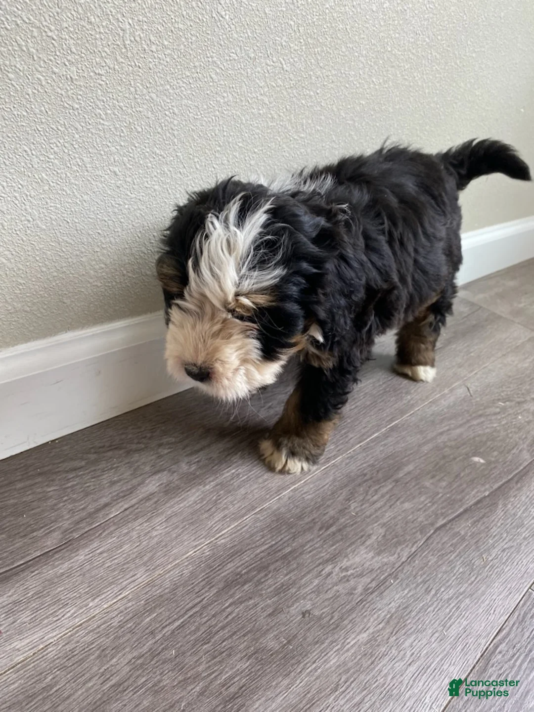 Bernedoodle dogs for sale: Yellow - Female - Ad 2