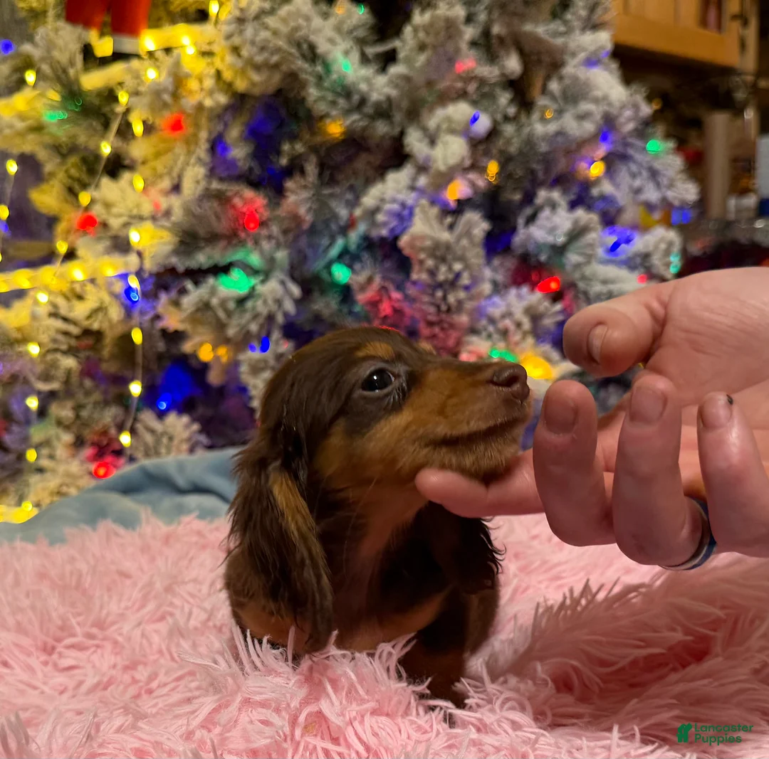 Miniature Dachshund dogs for sale: AKC Russian pra clear - Ad 97