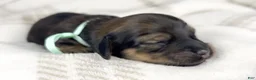 Miniature Dachshund dogs for sale: Coca-cola - Ad 4