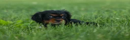 Cavalier King Charles Spaniel dogs for sale: Kona 💛🐾 - Ad 11