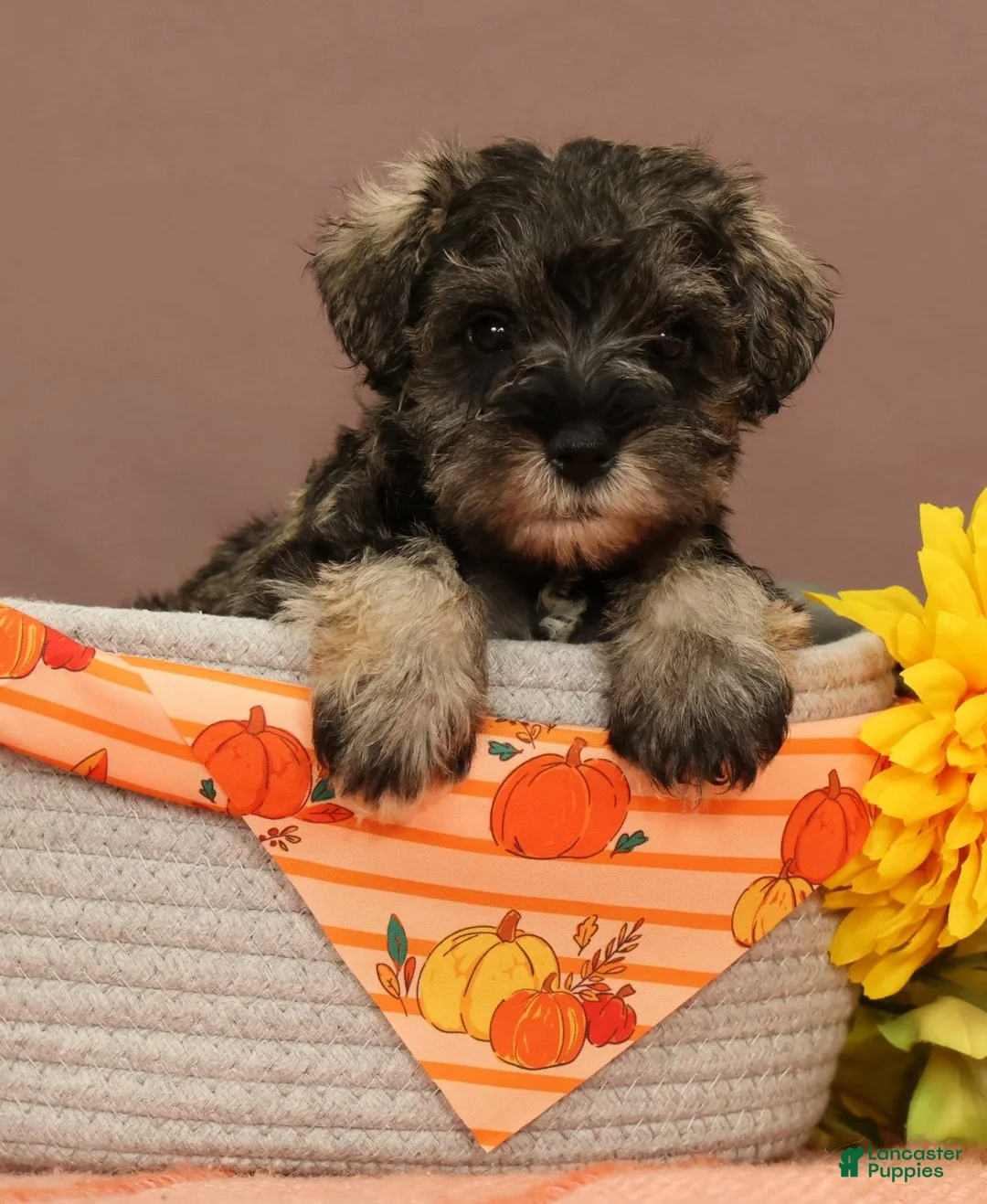 Miniature Schnauzer dogs for sale: Charlotte - Ad 1