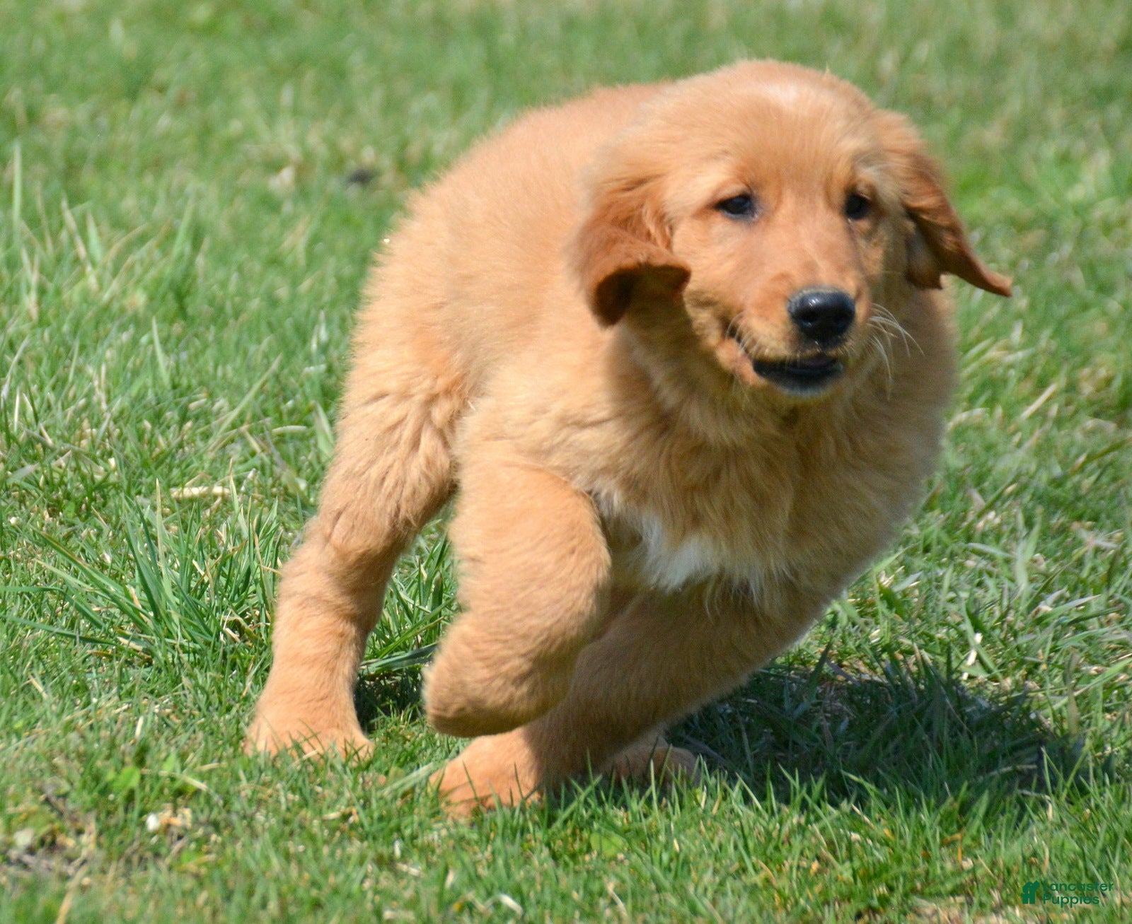 Golden Retriever dogs Golden Retriever Gordon - Ad 24