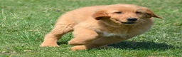 Golden Retriever dogs for sale: Golden Retriever Gordon - Ad 1