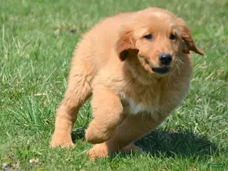 Golden Retriever dogs Golden Retriever Gordon - Ad 24