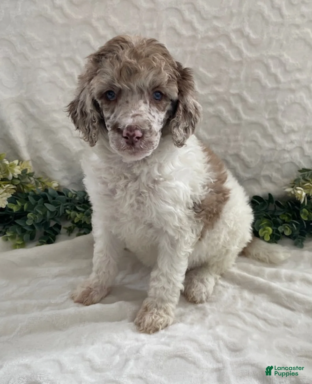 Standard Poodle dogs for sale: Kimber- genetic clear - Ad 2